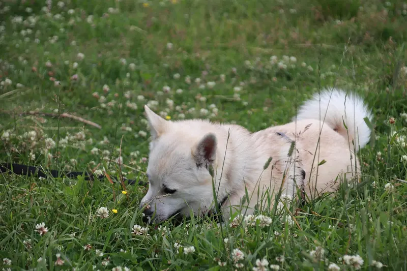 Norwegian Buhund, photo 2