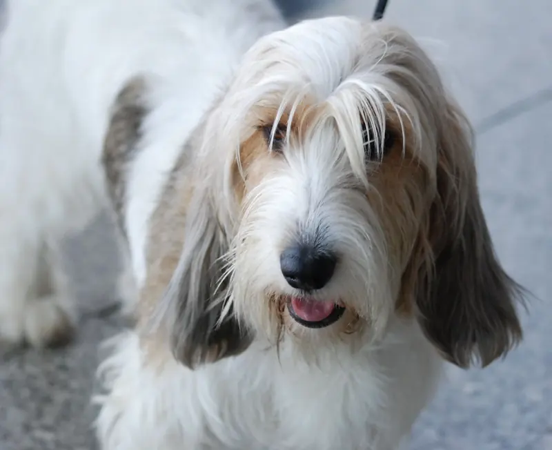 Petit Basset Griffon Vendéen, photo 3