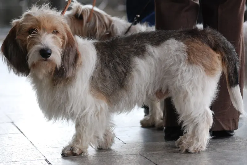 Petit Basset Griffon Vendéen, photo 5