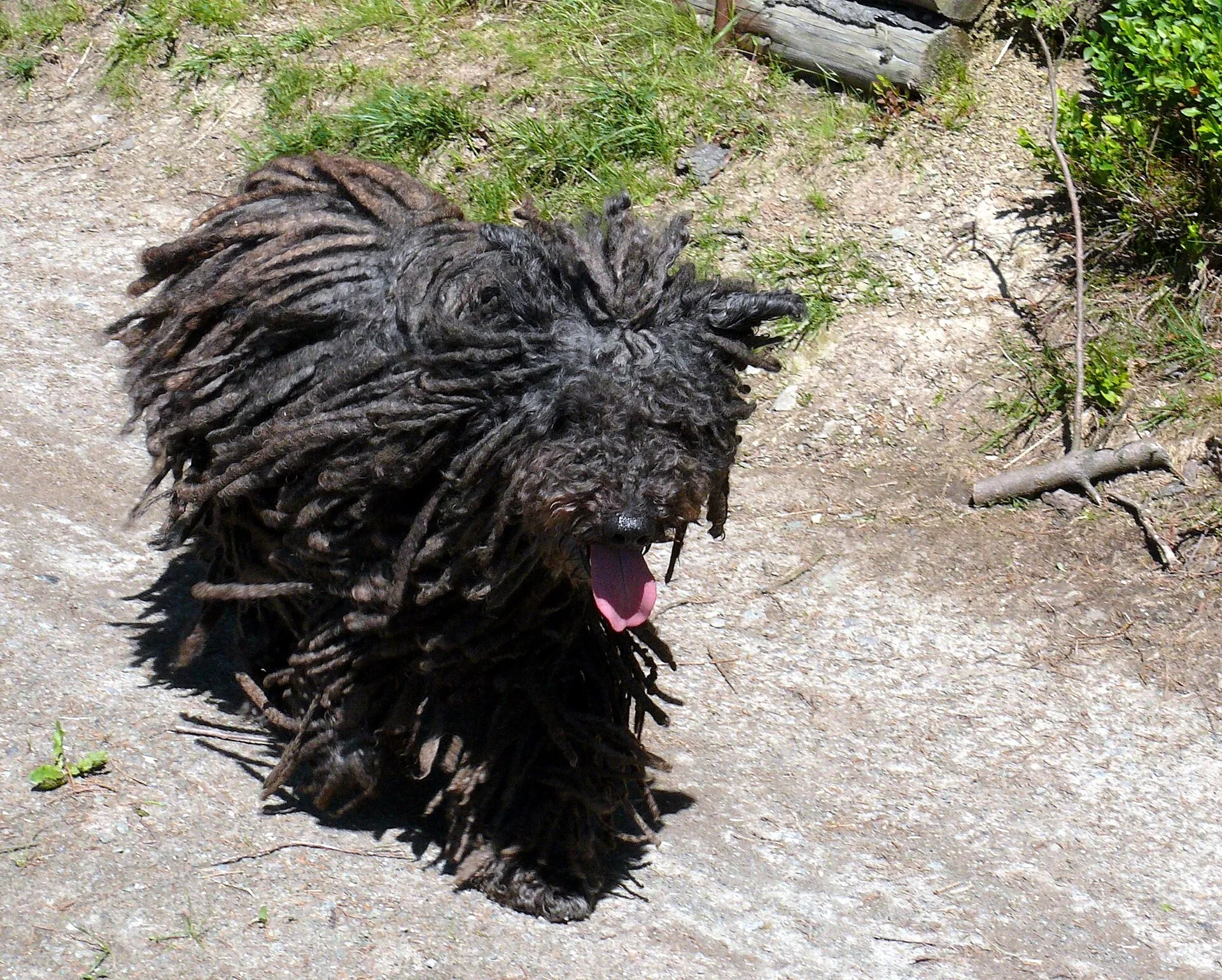 A Puli