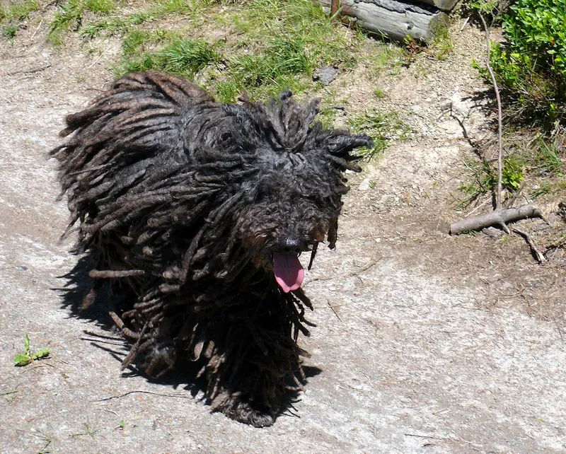Puli, photo 2