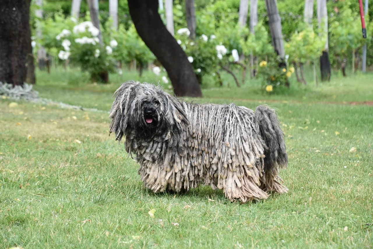 A Puli