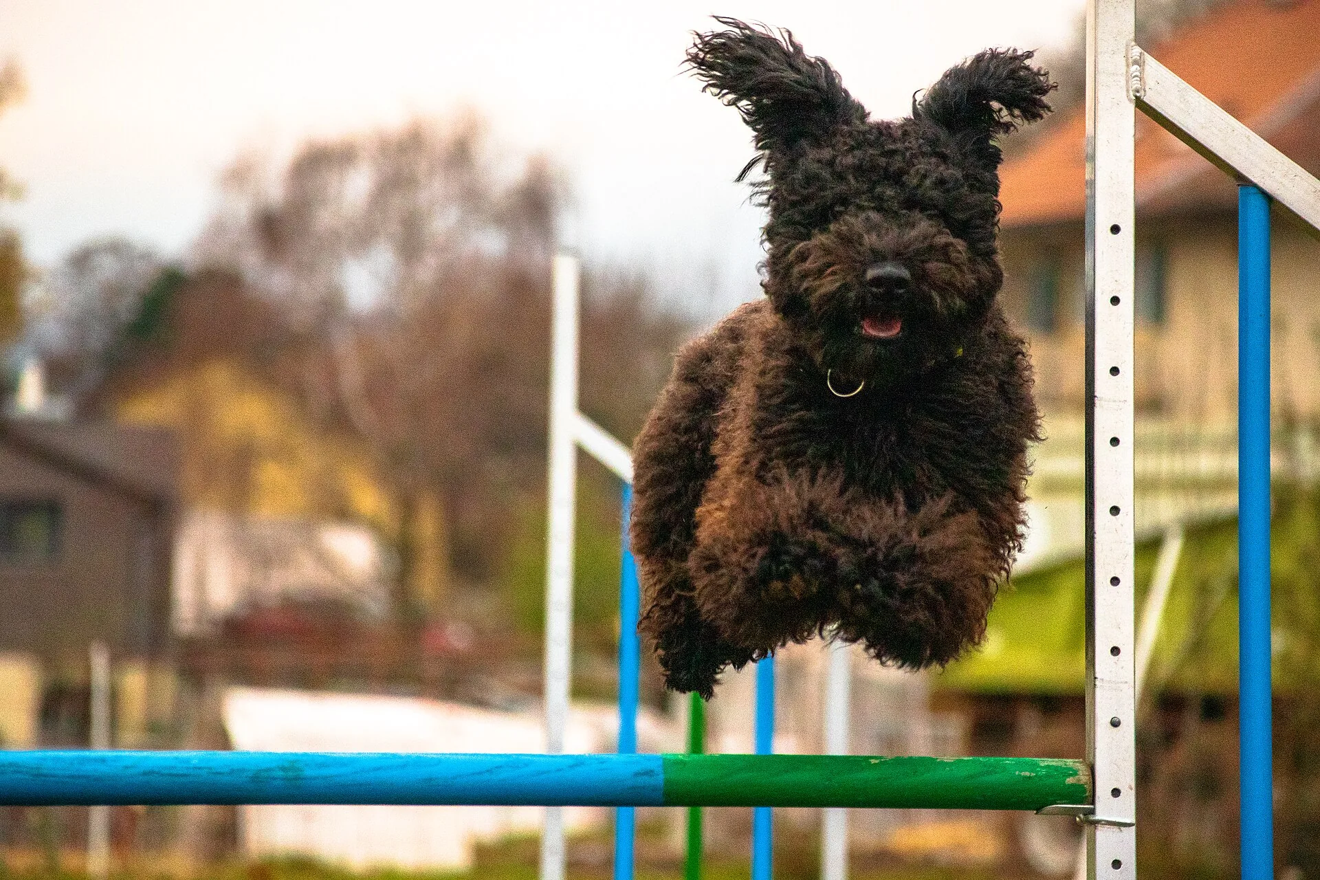 A Pumi