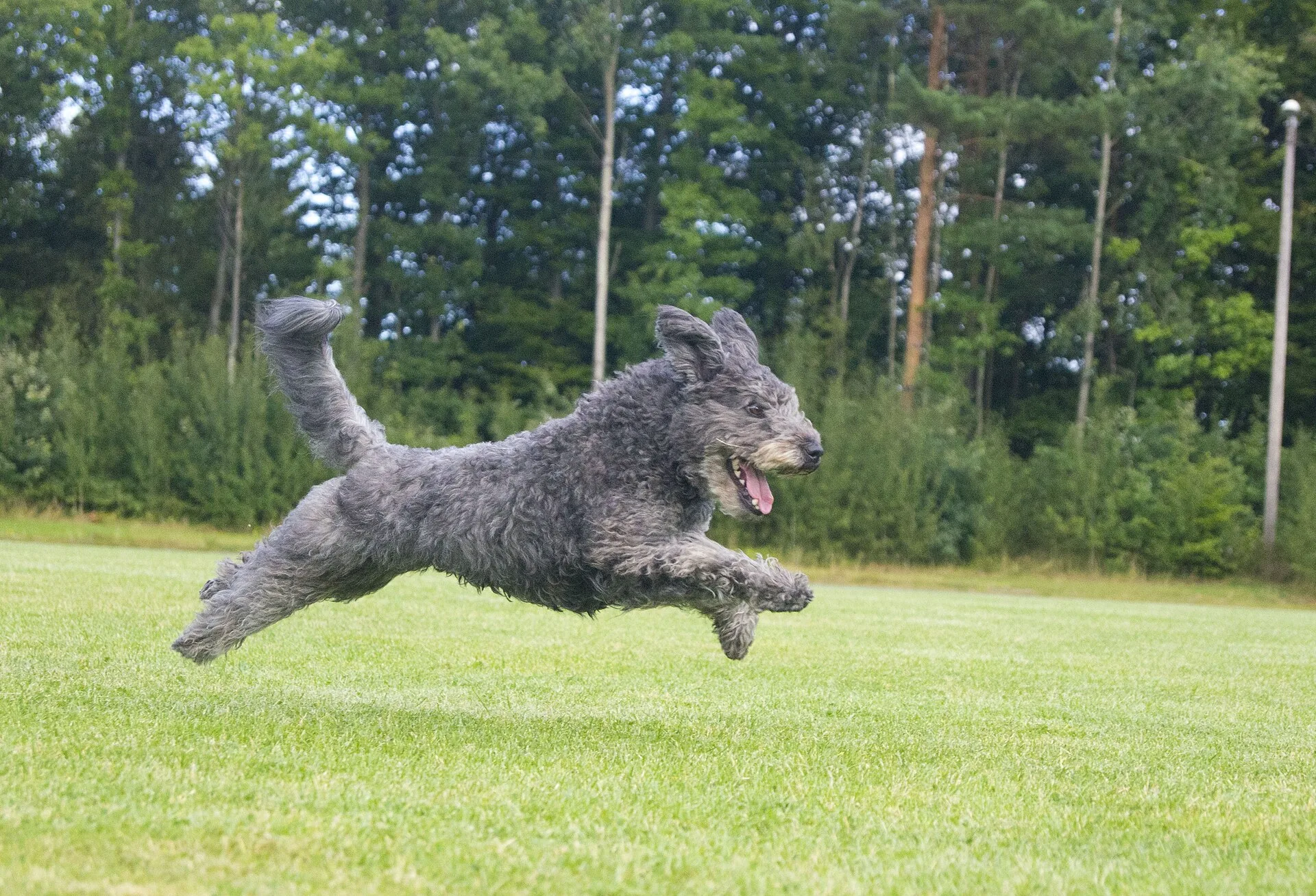 A Pumi