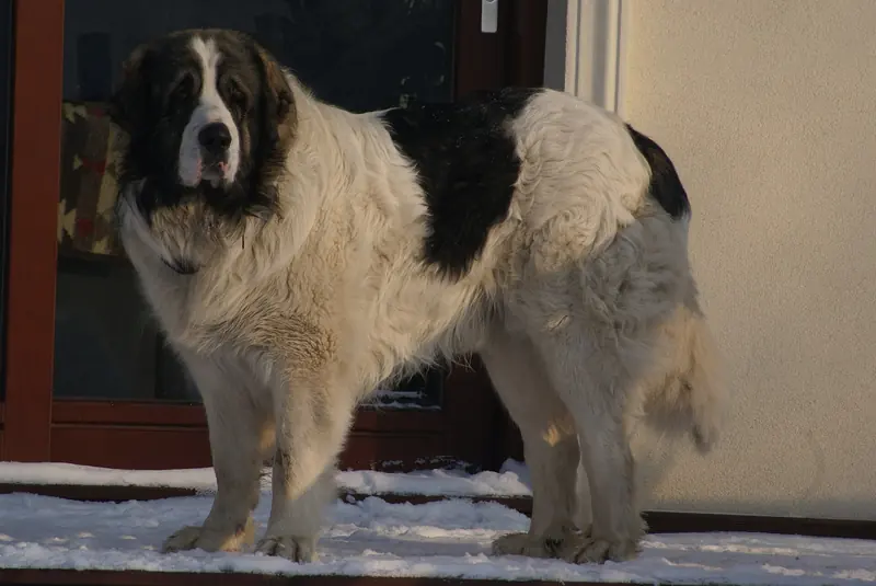 Pyrenean Mastiff, photo 4