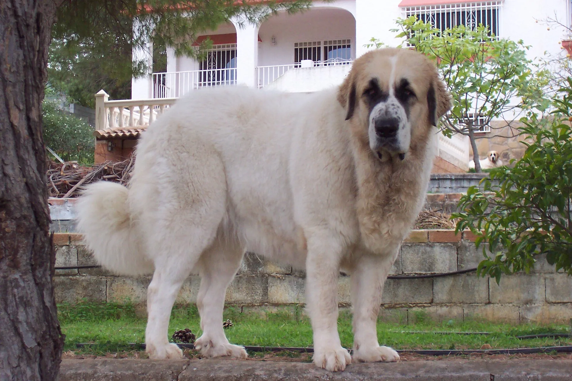 A Pyrenean Mastiff