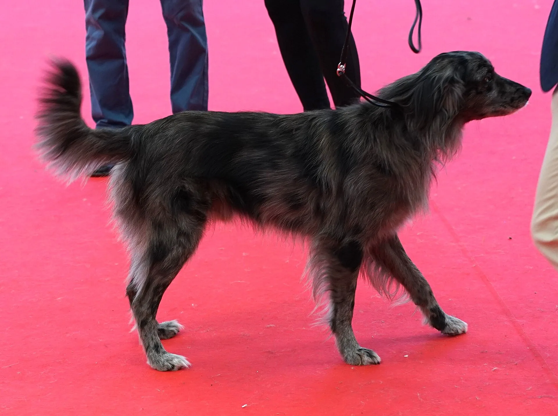 A Pyrenean Shepherd