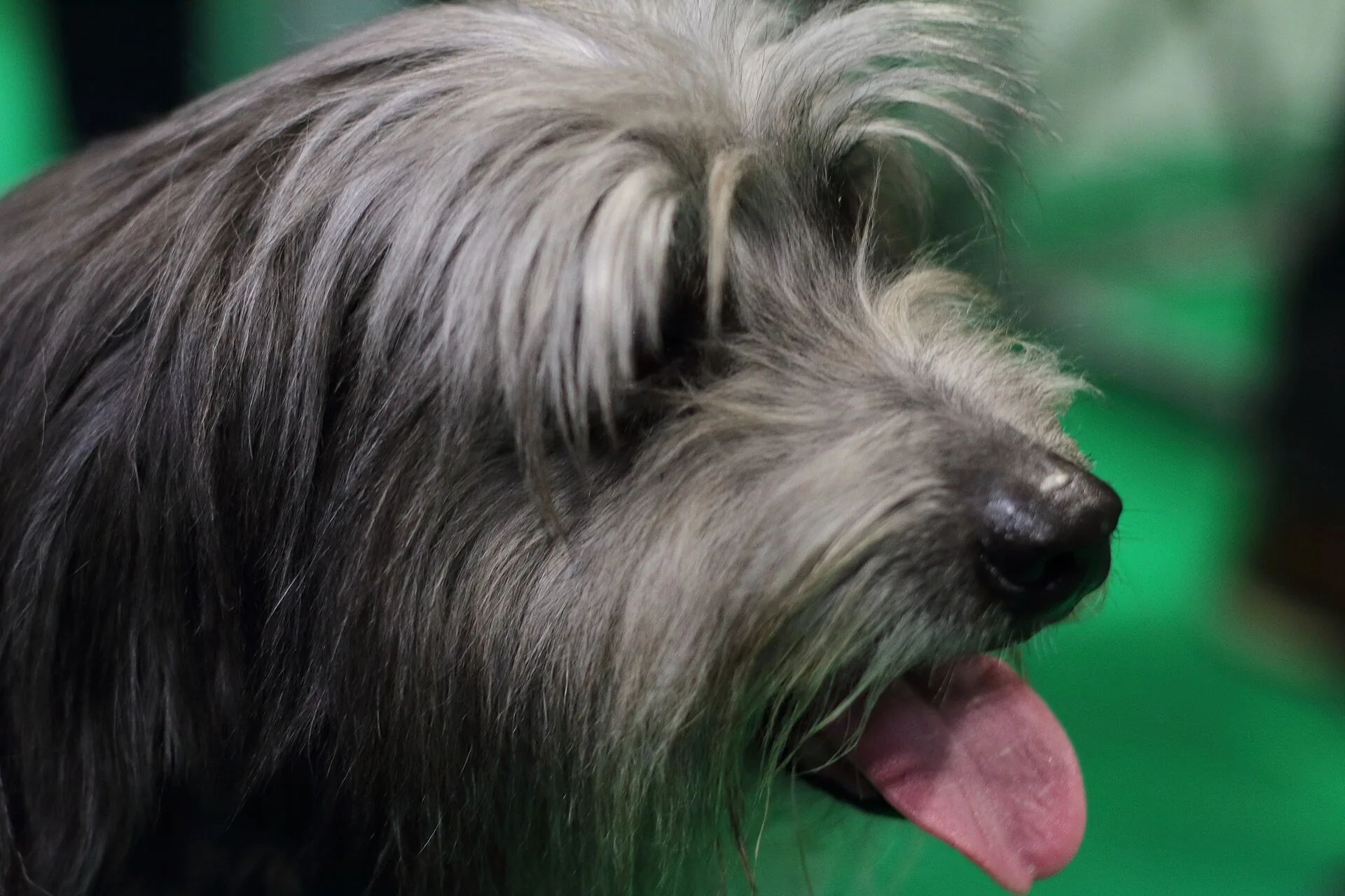 A Pyrenean Shepherd