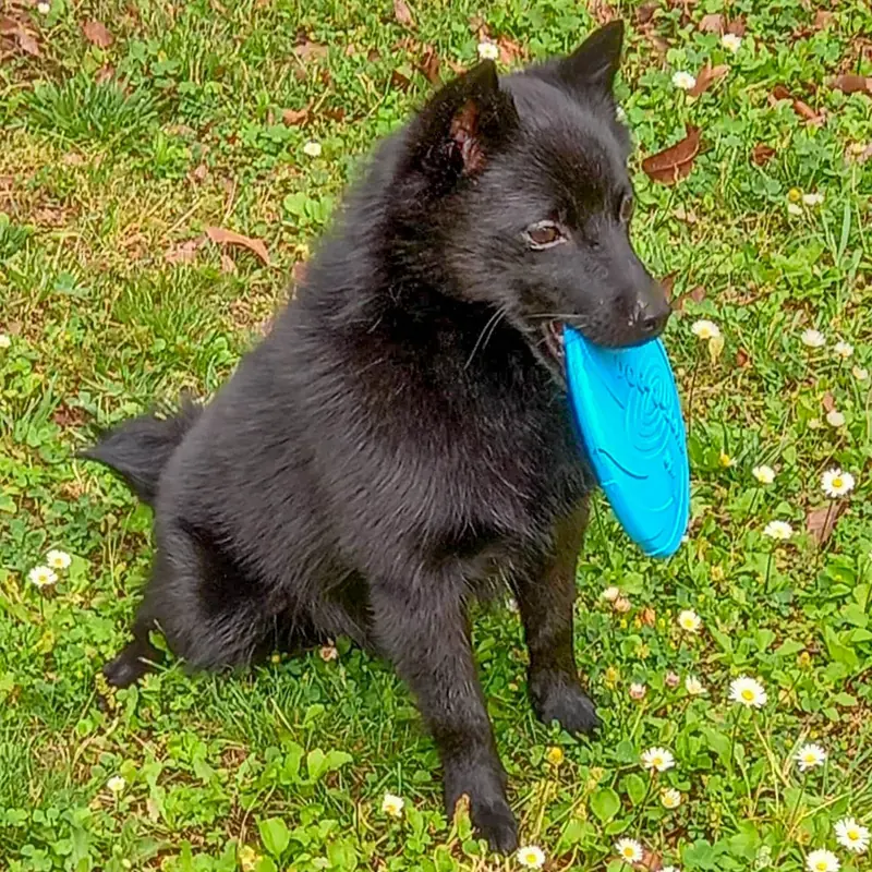 Schipperke, photo 3