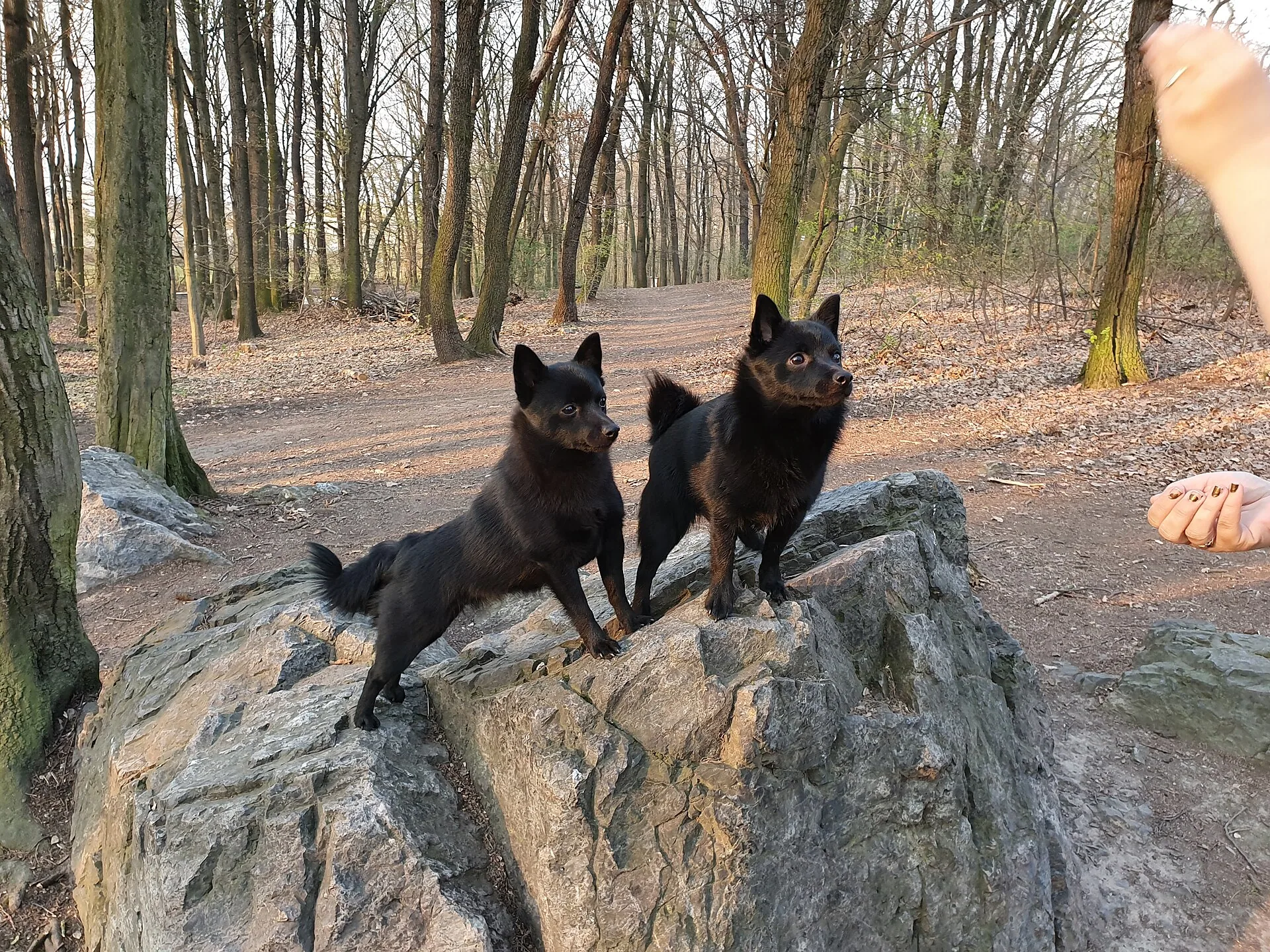 A Schipperke