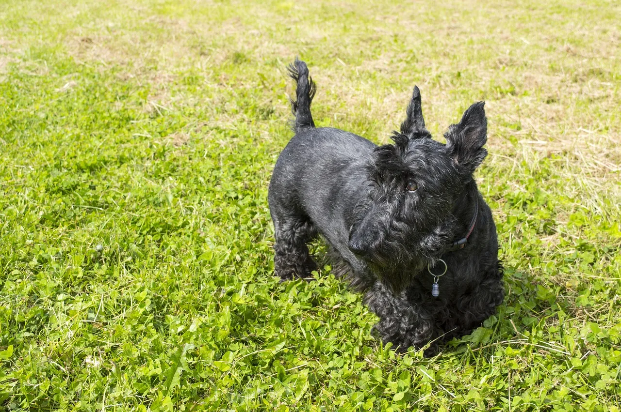 A Scottish Terrier