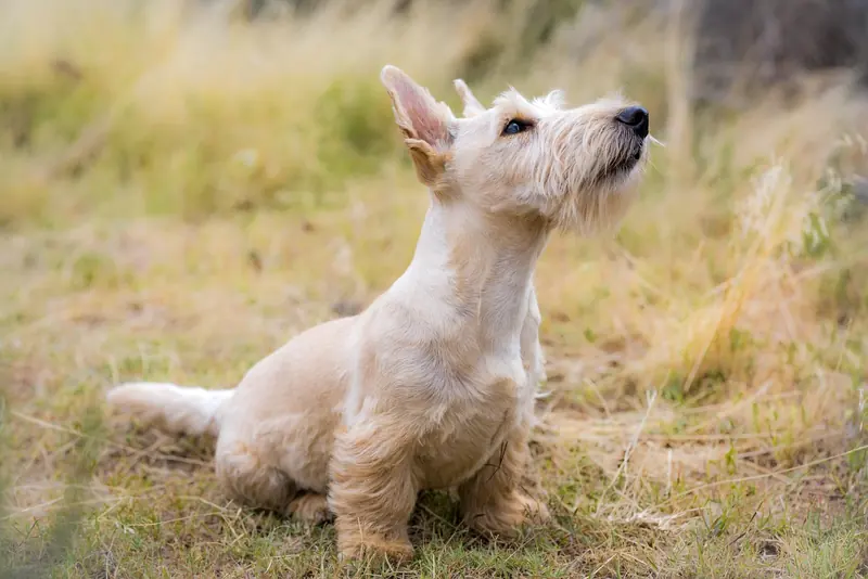 Scottish Terrier, photo 5