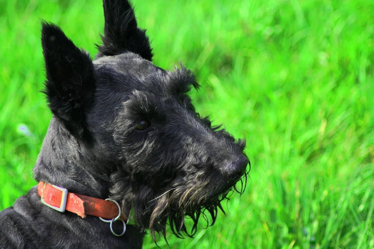 A Scottish Terrier