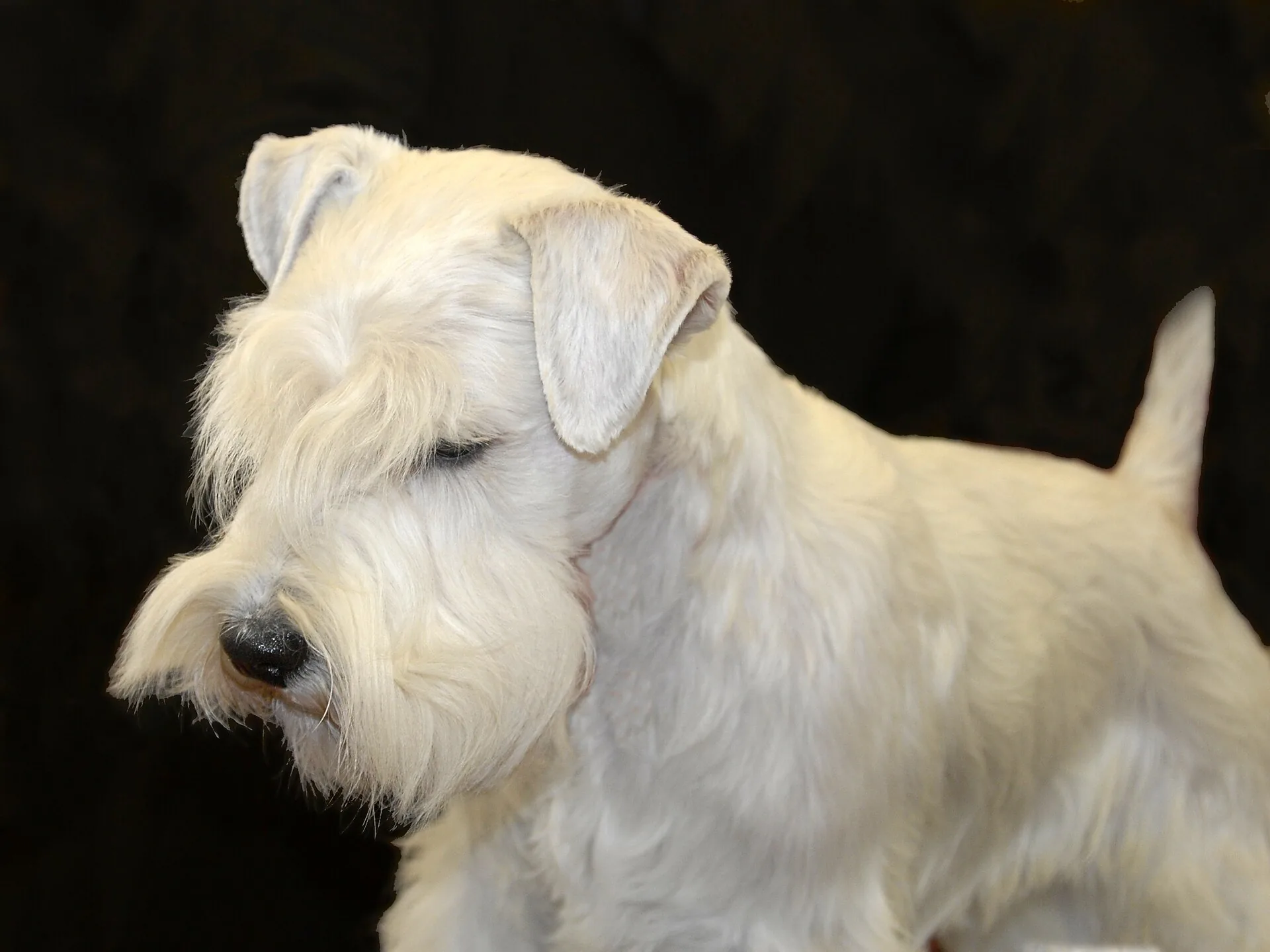 A Sealyham Terrier
