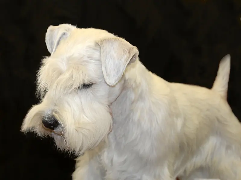 Sealyham Terrier, photo 3