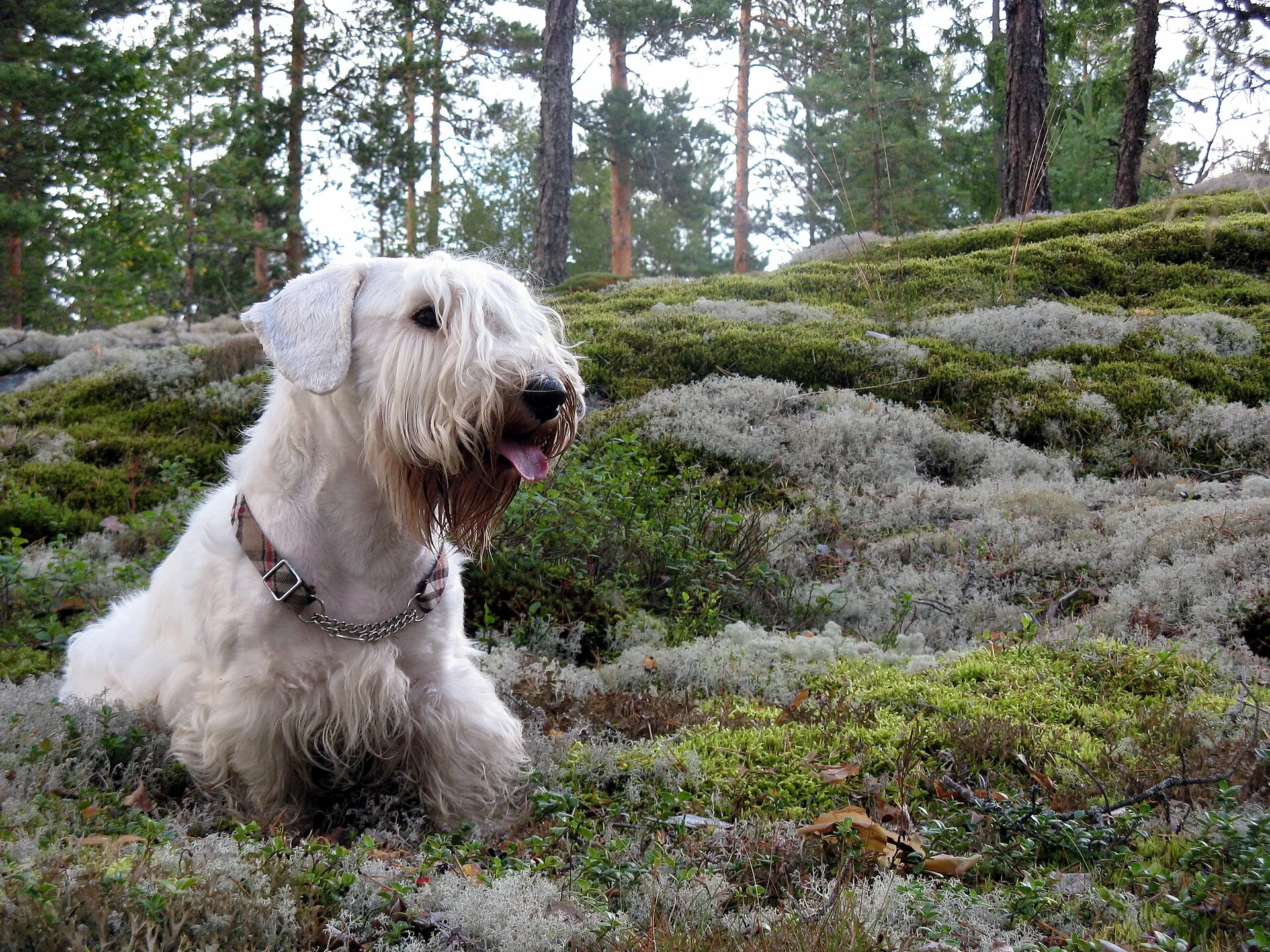 A Sealyham Terrier