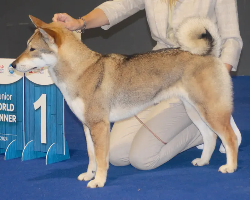 A Shikoku