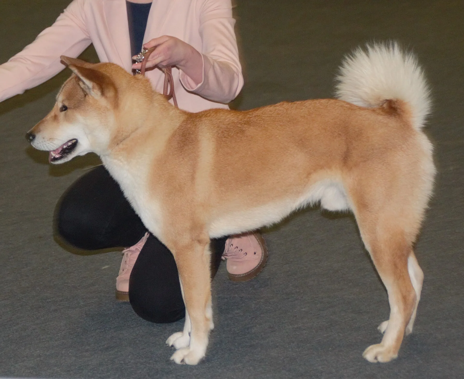 A Shikoku