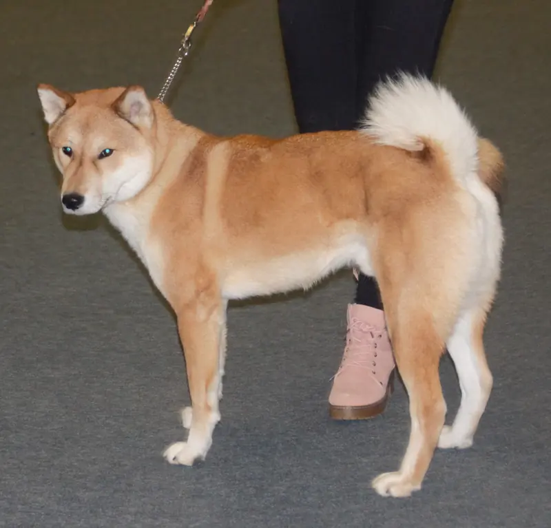 Shikoku, photo 3