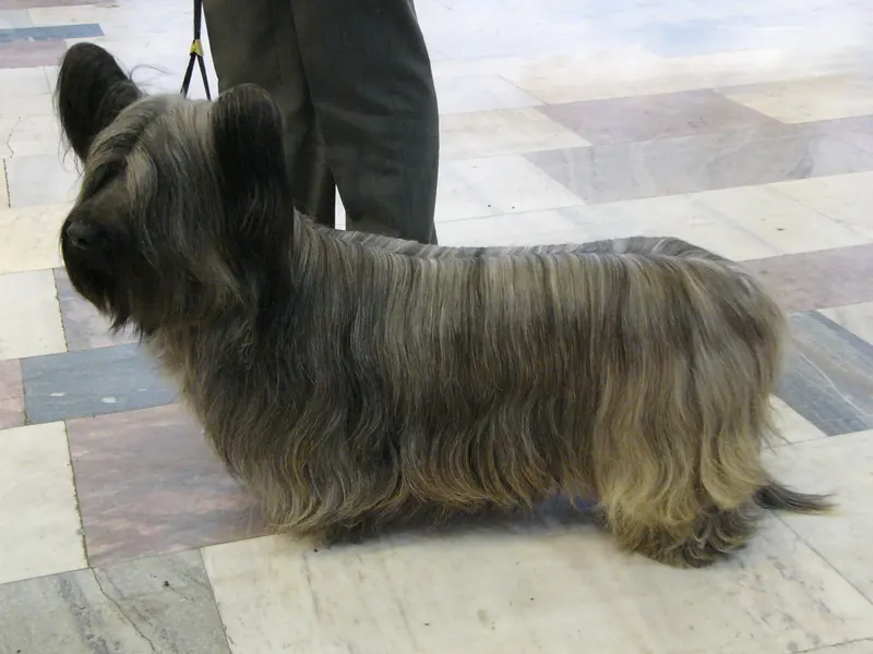 Skye Terrier, photo 5
