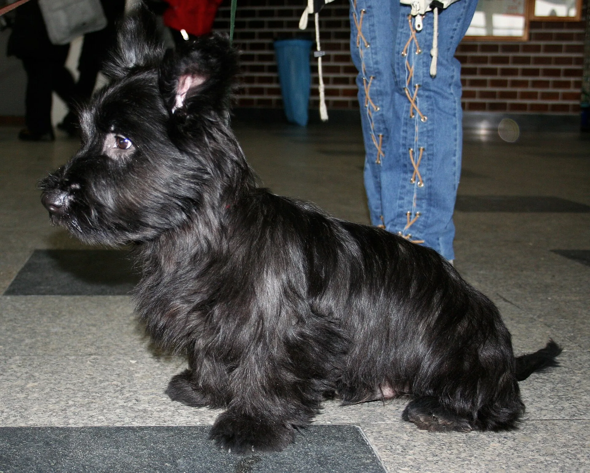 A Skye Terrier