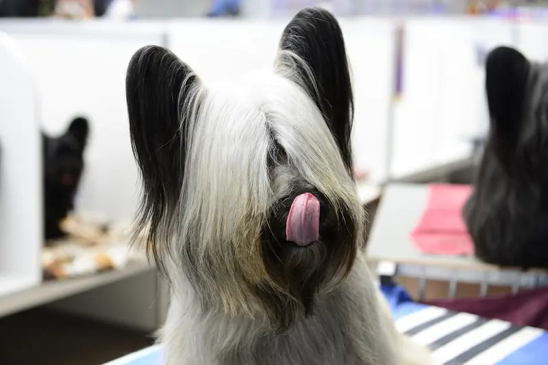 A Skye Terrier