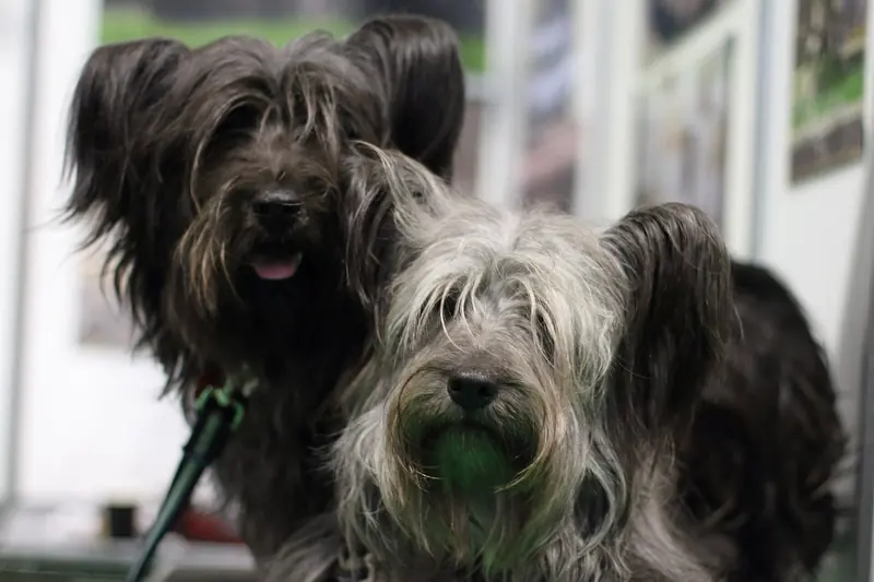 Skye Terrier, photo 3