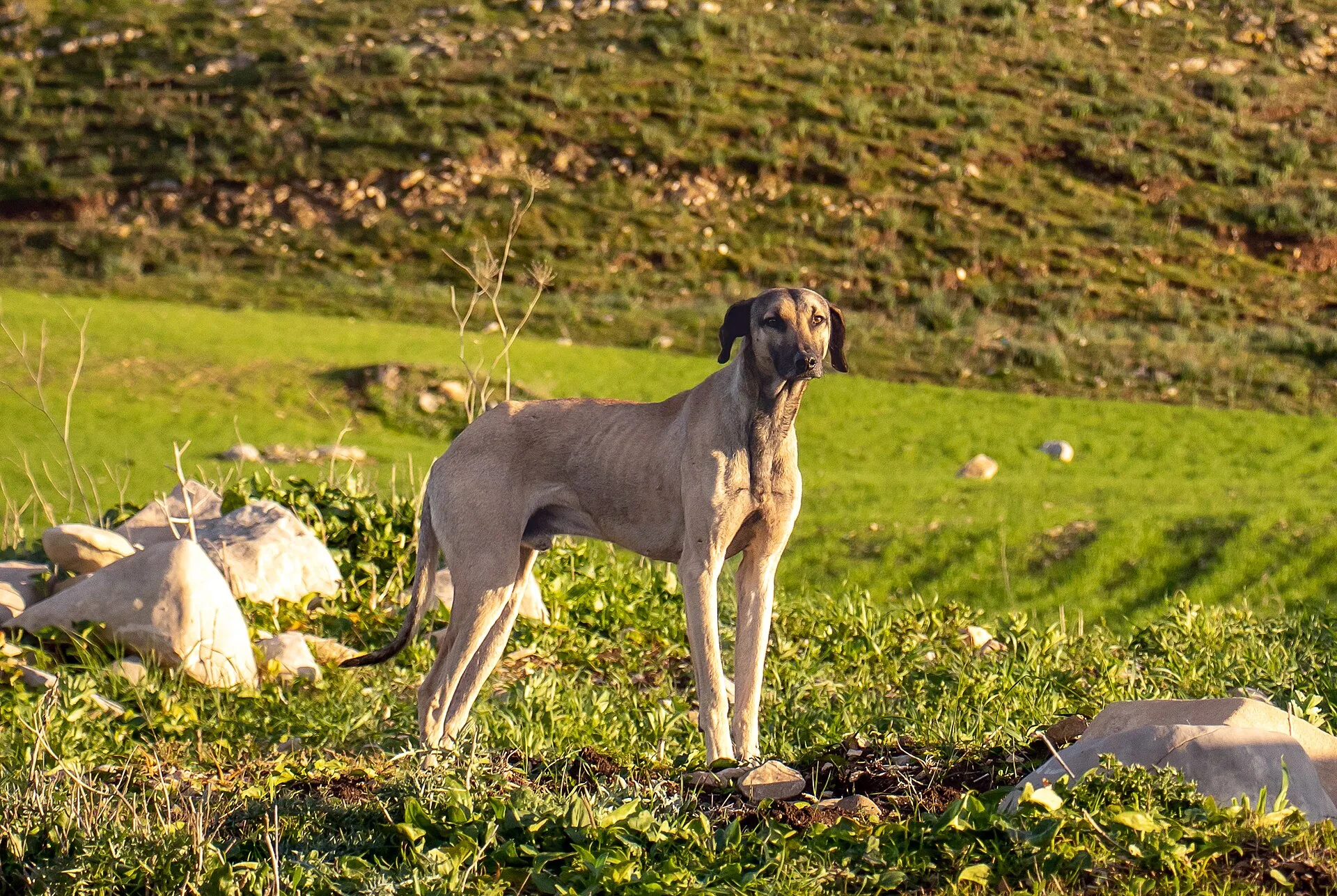 A Sloughi