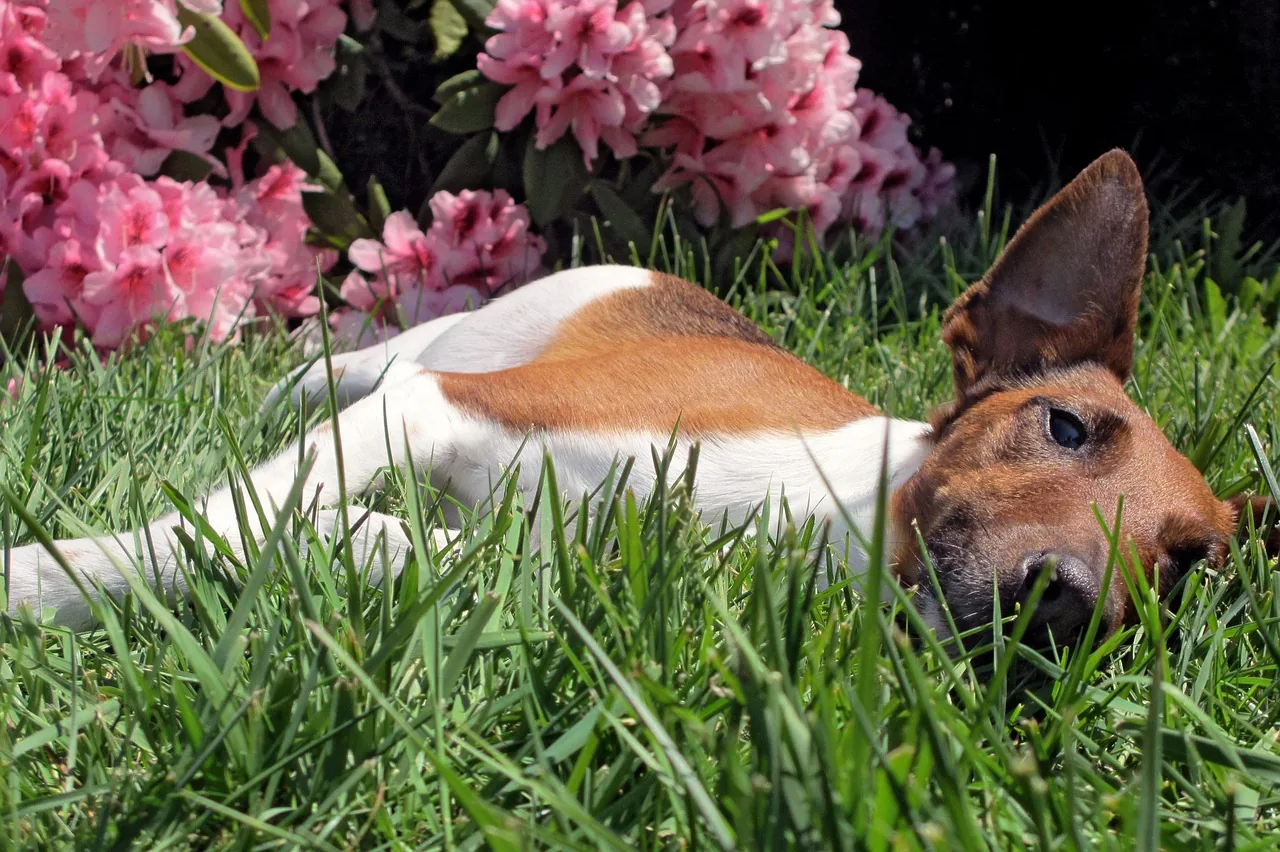 A Smooth Fox Terrier