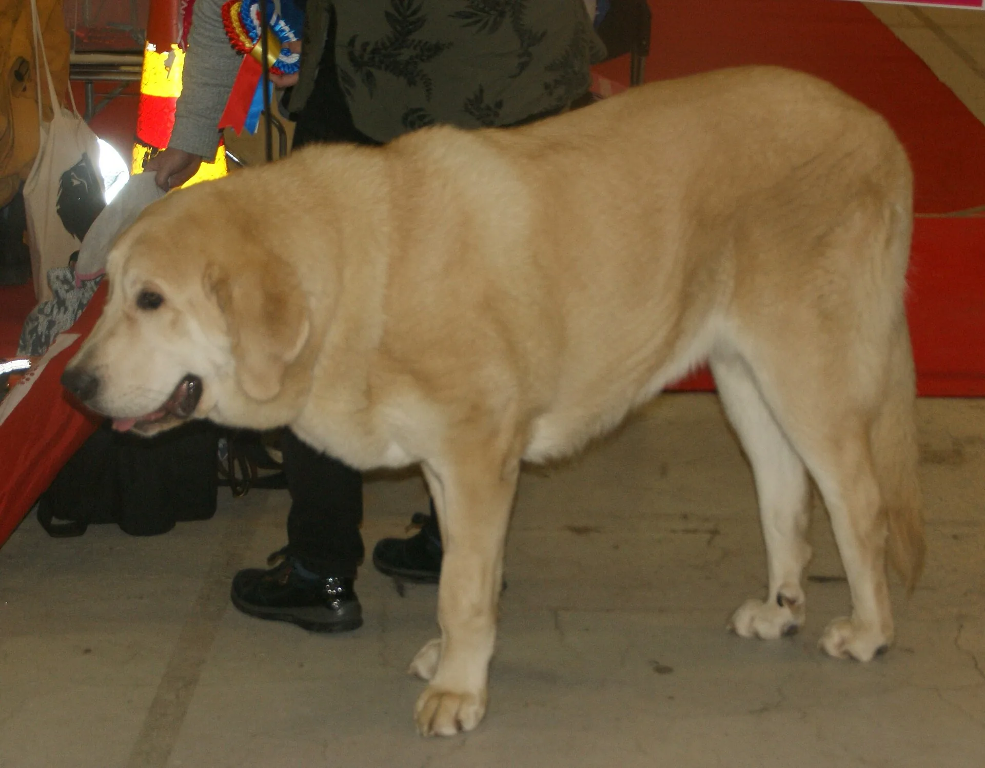 A Spanish Mastiff