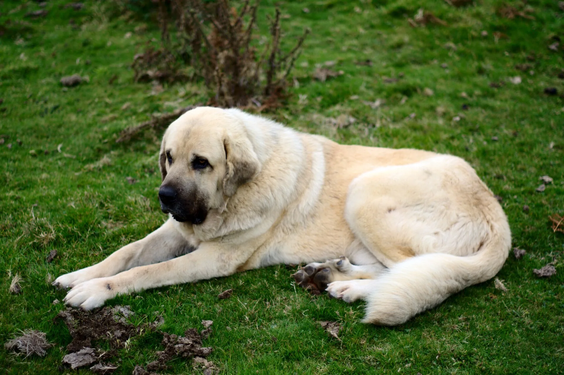 A Spanish Mastiff