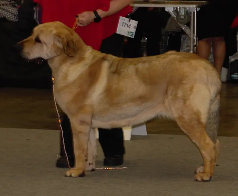 Spanish Mastiff, photo 4