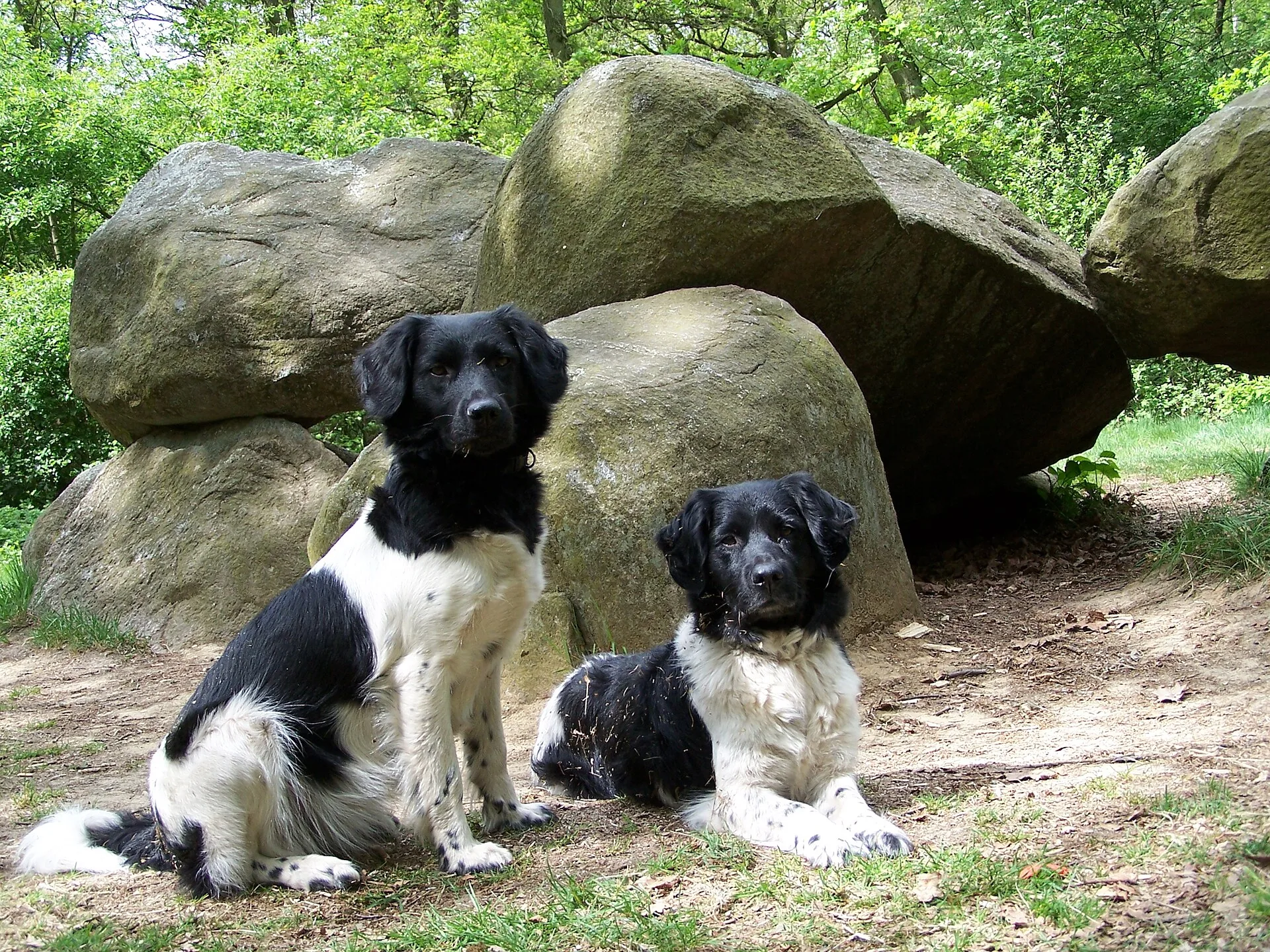 A Stabyhoun