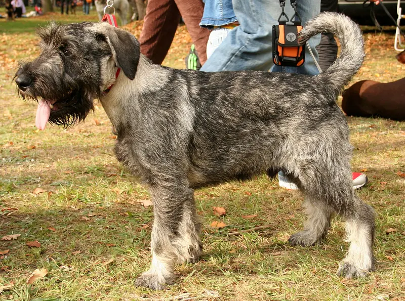 A Standard Schnauzer