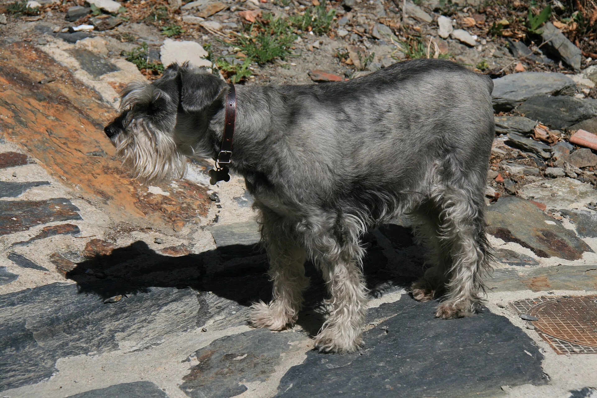 A Standard Schnauzer