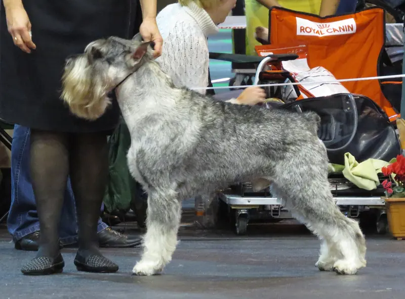 Standard Schnauzer, photo 4