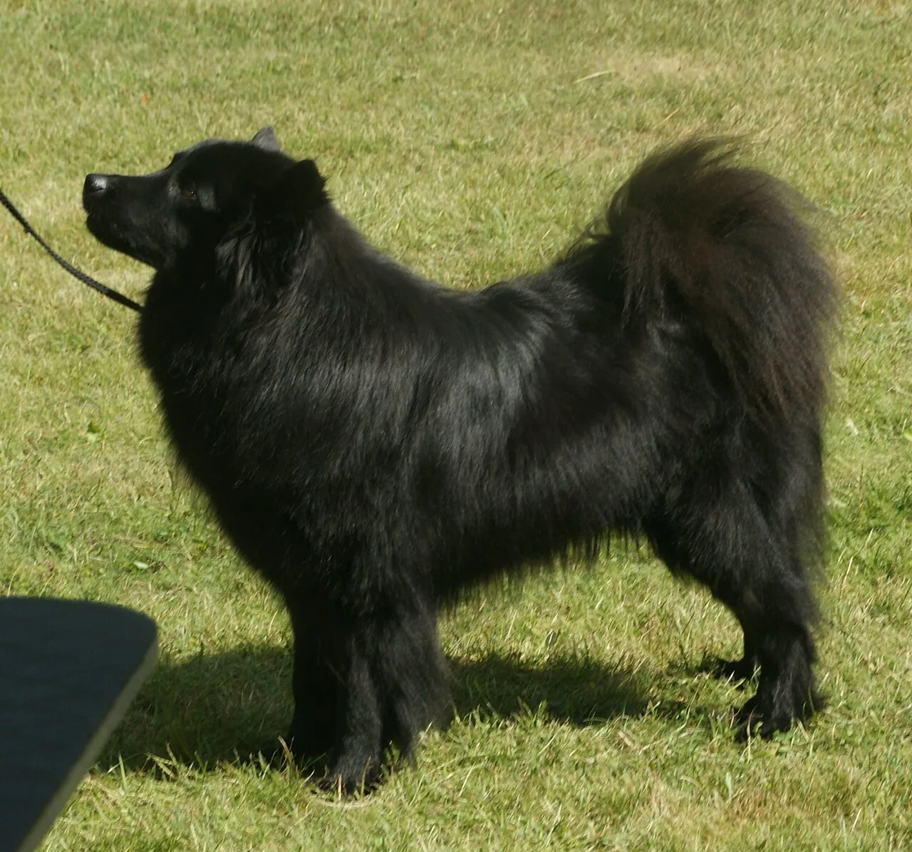 A Swedish Lapphund