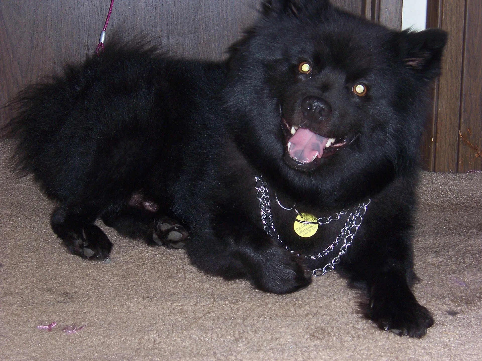 A Swedish Lapphund