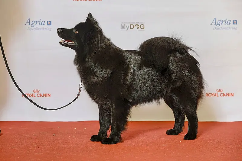 Swedish Lapphund, photo 3