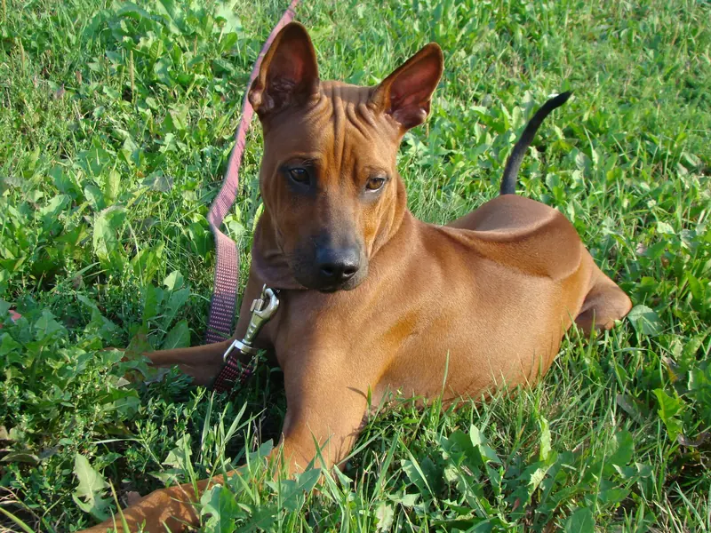 Thai Ridgeback, photo 3