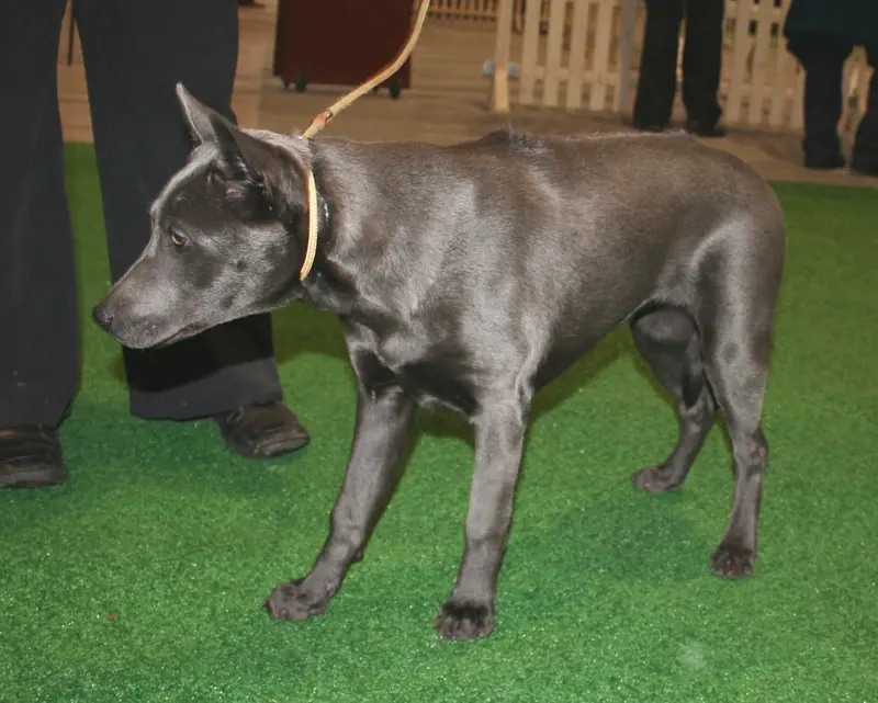 Thai Ridgeback, photo 5