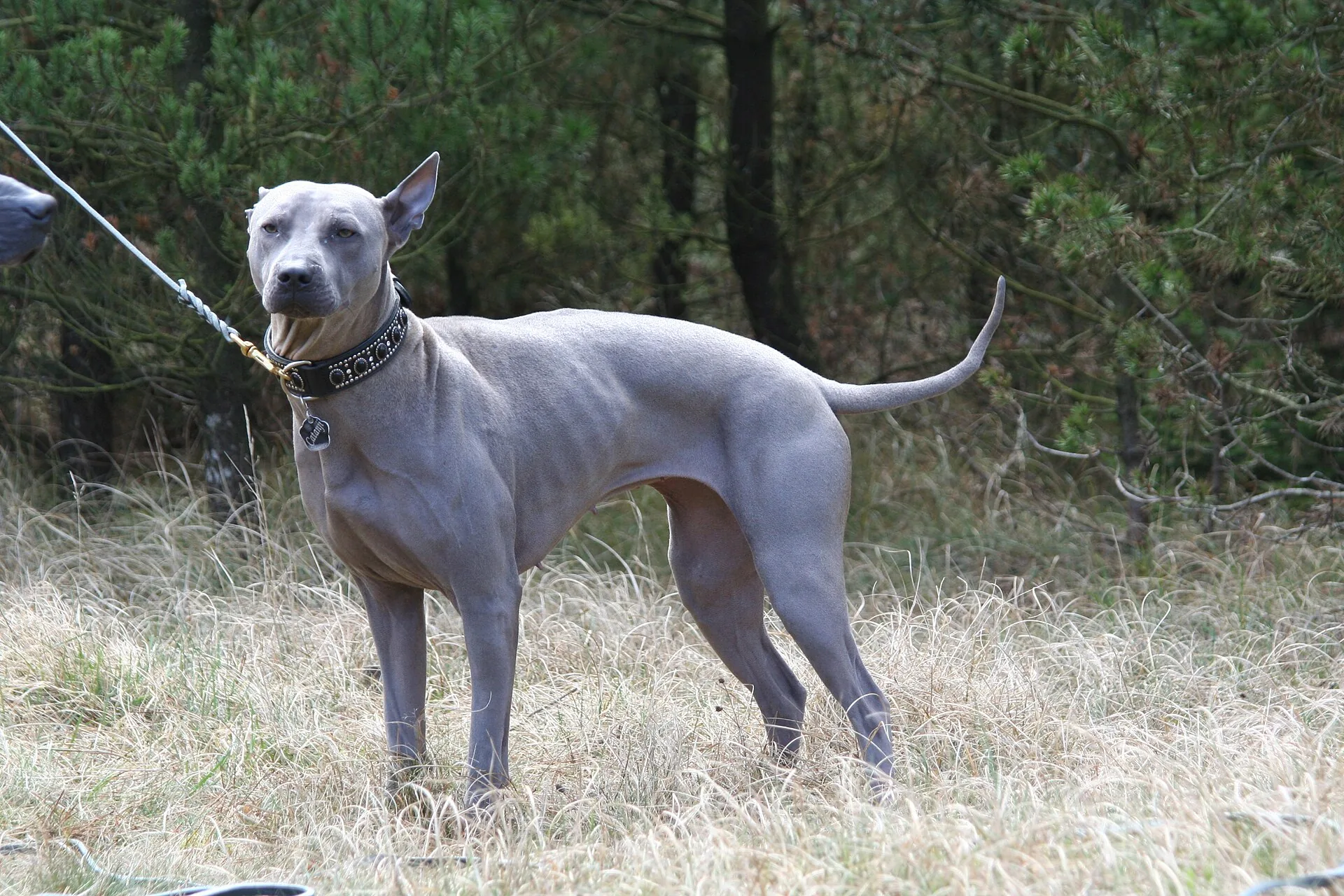 A Thai Ridgeback