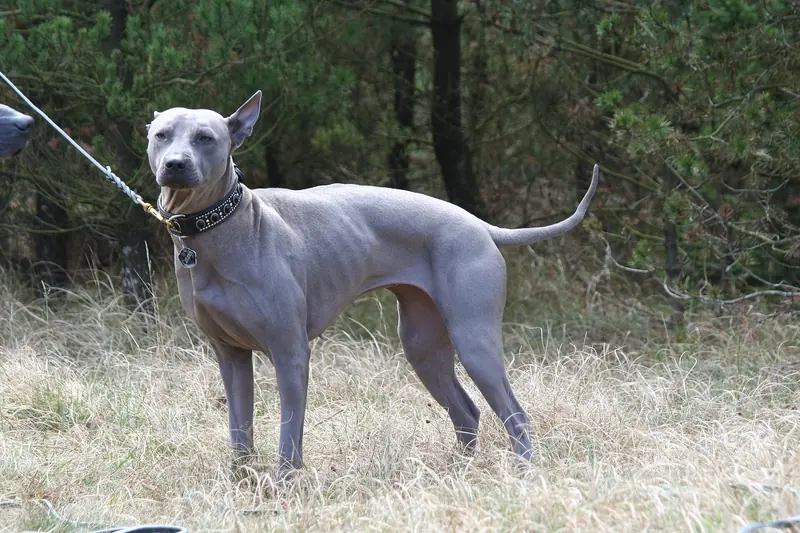 Thai Ridgeback, photo 2