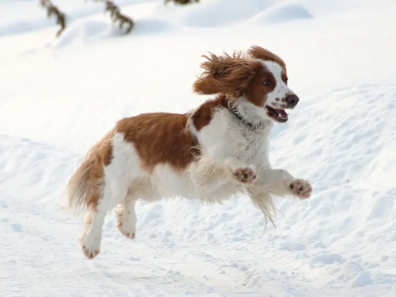Welsh Springer Spaniel, photo 3
