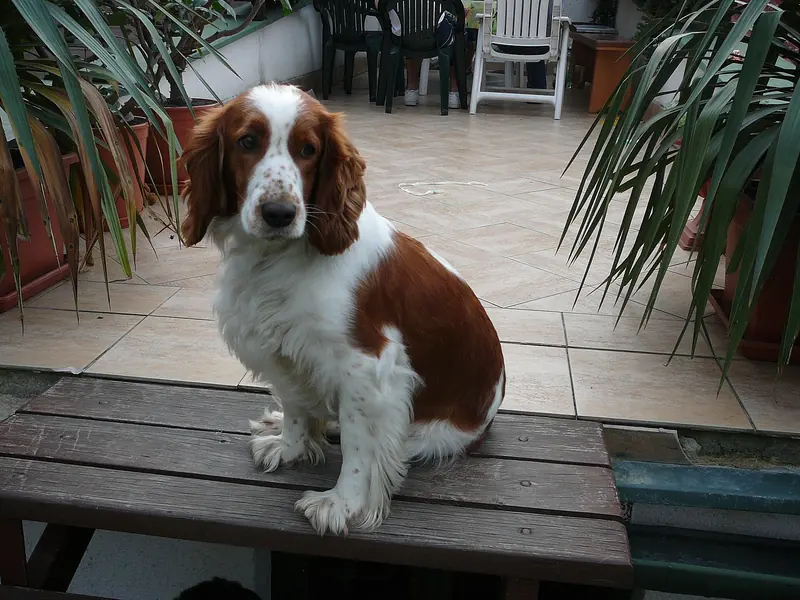 Welsh Springer Spaniel, photo 5