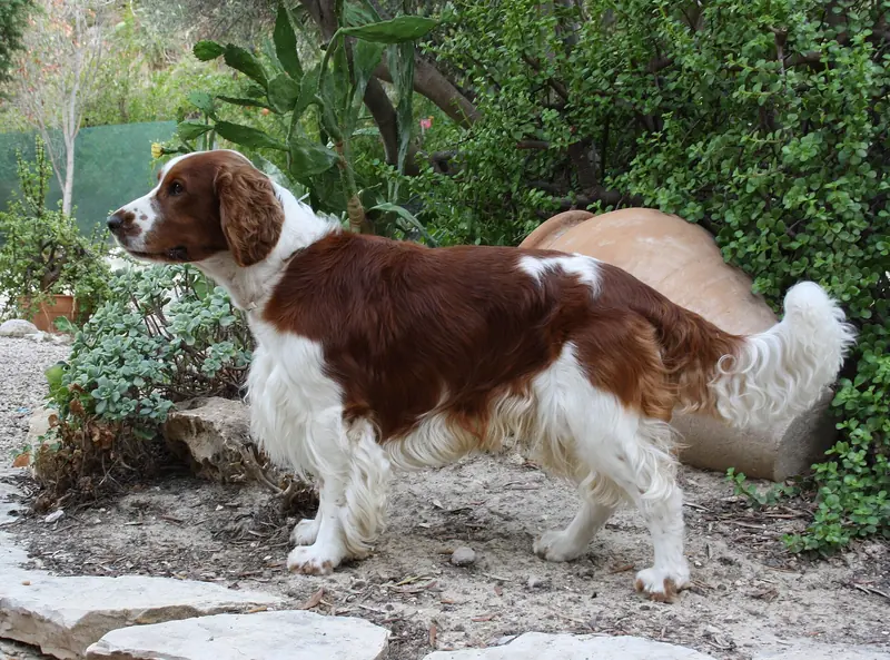 Welsh Springer Spaniel, photo 2