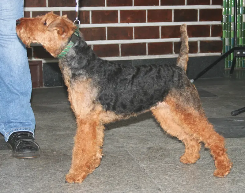 Welsh Terrier, photo 3