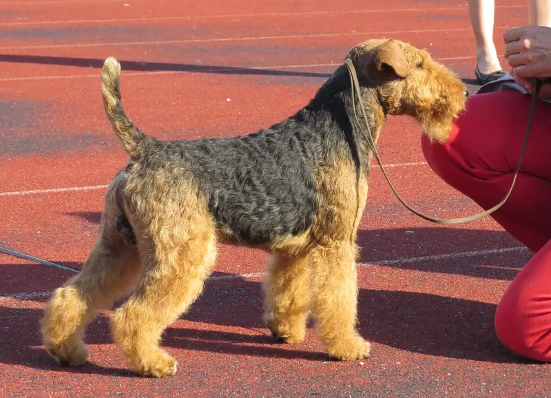Welsh Terrier, photo 5