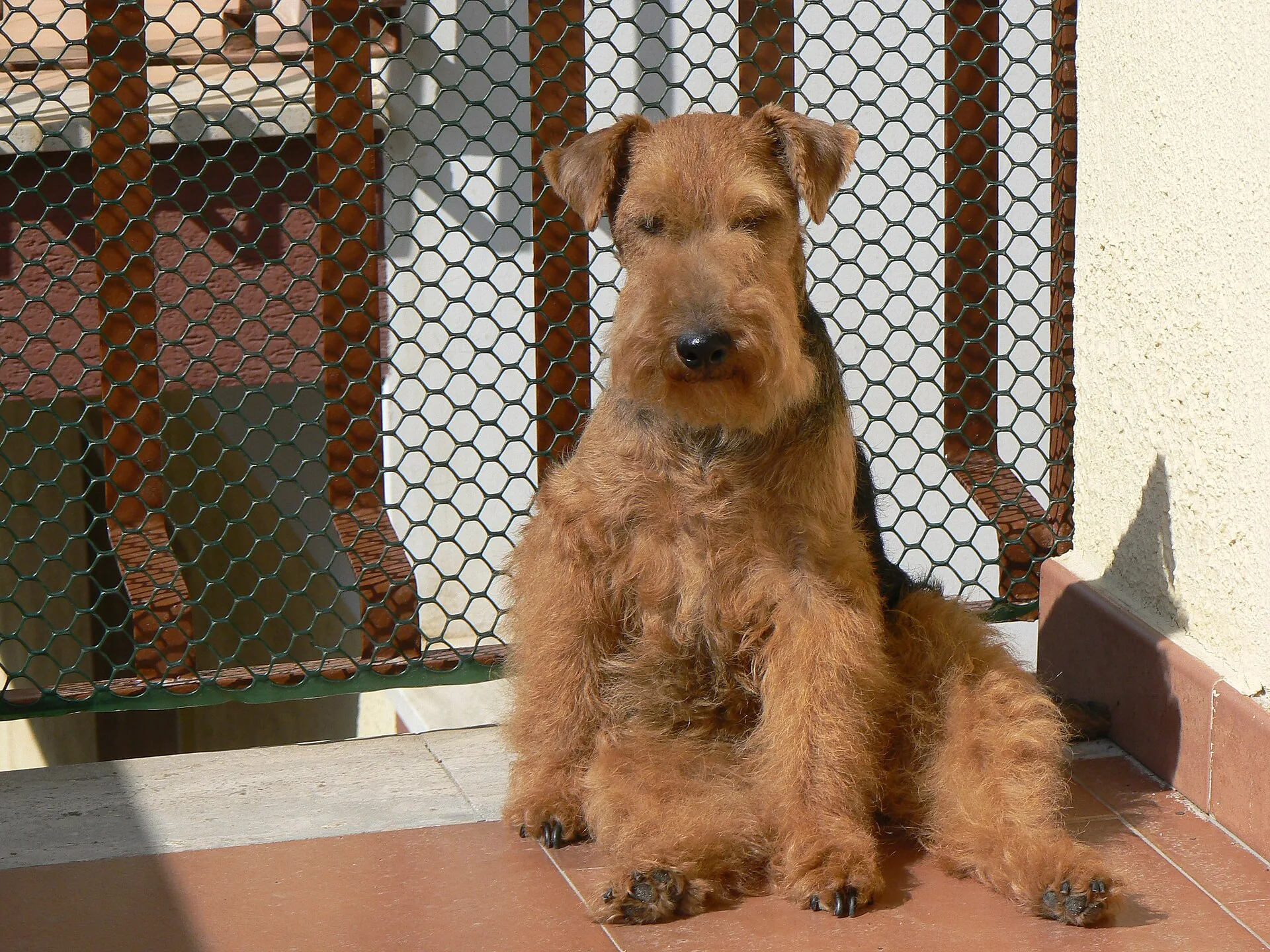 A Welsh Terrier