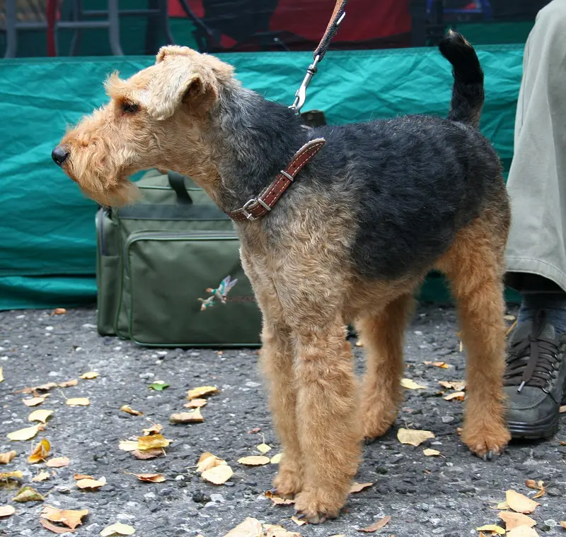 Welsh Terrier, photo 4